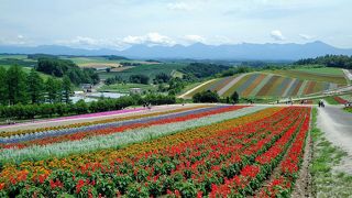 高速バス2泊で北海道観光②(稚内美瑛富良野編)