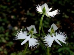 馬場花木園散歩　７月の花（３１→３２種）