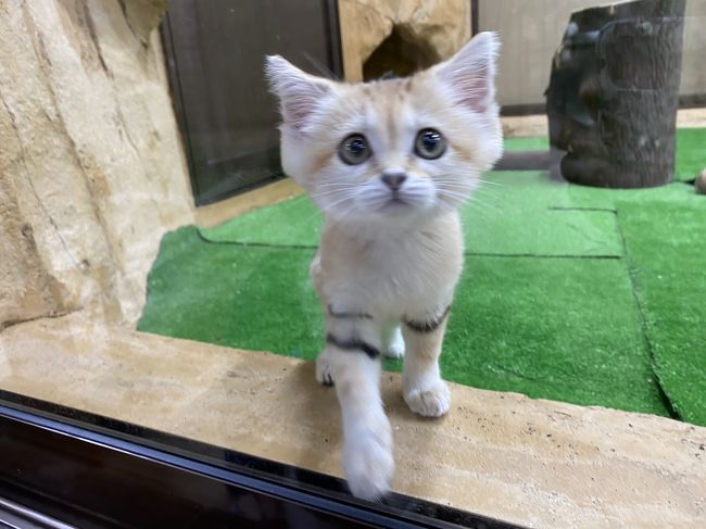久々の那須~。<br /><br />今回は近場で温泉~と、私がどうしてもマヌルネコが見たかったので那須になりました。<br /><br />一日目はゆっくりめの出発で途中でお土産屋さんに寄りながら、Penny Laneでランチ。<br />Penny Laneは那須で人気のベーカリーで、私はつくば店のみ行ったことがありましたが本店は今回が初めて。<br />那須に入ってから雨になったこともあり、道路も空いていて、那須には人がいるのだろうかと心配しましたが、さすが人気店。たくさんの人たちで賑わっていました。今回はランチ目的だったので、みんなで違うものを頼みシェアしました。<br />う~、どれも美味しい!お値段はそれなりにしますが、それ以上の美味しさでした。おすすめはビーフシチューです。私が頼んだ若鳥のモッツァレラチーズ入りパイ包み焼きも最高でした。そのあとは道の駅に寄ったり、南が丘牧場でソフトクリームをたべ、ホテルに入りました。<br />今回は初の星野リゾート。リゾナーレ那須に泊まりました。敷地が山ン中で広い!部屋まで5分くらい歩きました。敷地内を散歩すると田んぼや畑などもあり、そこから望む茶臼岳は見事だろうなあ。。。というのもこの日は雲が多くて見れませんでした。沢があったり、自然豊かな施設であります。そんなんで虫やカエルはたくさんいます。<br />食事はしばらくコースメニューだったそうですが、前日よりビュッフェスタイルになったということ。その代わり取りに行くときは、マスクと手袋着用となっておりました。初めに温野菜のサラダとポークソテーがでますが、友人たちがおかわりしたくらい美味しかったです。基本はイタリアンなのでチーズ、プロシュート、パスタ、ティラミスetc..などがあり、特にサラダ類は宝石のようにきれいに飾られてきれい+美味しい。スタッフの対応も素晴らしく、食べすぎました。<br />大浴場も部屋から5分ぐらい離れていました。せっかくの温泉なので夜と朝と入りましたが、連れたちは朝は遠いから行かないと断られてしまった。確かに遠い。<br />次の日胃もたれ。胃薬を飲み朝食ビュッフェ。たくさん食べたかったが控えました。<br />この日は前日のpenny Laneに朝イチで寄ってパンを買い、道の駅で新鮮野菜を買い、那須どうぶつ王国に向かいました。<br />現在はスナネコの赤ちゃんが公開中でこれも楽しみにしていました。スナネコは今年日本に入ってきた砂漠にすむ野生の猫で現在は二か所の施設でしか見れないそうです。その猫たちが子供を産み、一匹すくすくと育っているようです。公開するまでに並みならぬ飼育のご苦労があったそうです。すべてが初めてですもんね。そりゃ大変ですね。<br />スナネコの赤ちゃんは女の子で小さく細い体ですが、めちゃくちゃ元気で私たちにその姿を見せてくれました。かわいい!しか言葉が出てこない。癒されました。念願のマヌルネコもみれて満足。あの独特な表情がなんともかわいい。<br />雨が降りそうだったのでお昼ごろに那須を出発し、早めの帰宅となりました。<br /><br />今回の旅行は、温泉に入って美味しいものをたくさん食べて、美味しい空気を吸って体を浄化し、何か新しいものを発見するという私が一番好きなスタイルの旅行だったので大満足でした。やはり食い倒れよね~。<br />