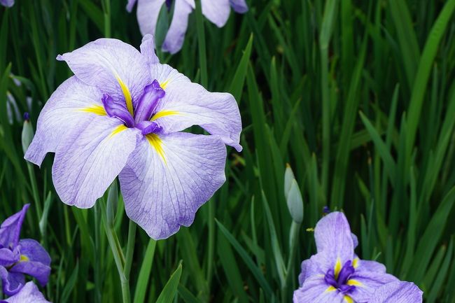 最近、興味を持ち始めた菖蒲。<br />堺の公園に見に行きました。<br />画像は、花菖蒲@白鷺公園にてです。<br /><br />過去の大阪・堺市東区散歩記。<br /><br />関西散歩記~2016 大阪・堺市東区編~<br />https://4travel.jp/travelogue/11146723<br /><br />大阪まとめ旅行記。<br /><br />My Favorite 大阪 VOL.7<br />https://4travel.jp/travelogue/11625308<br /><br />My Favorite 大阪 VOL.6<br />https://4travel.jp/travelogue/11593942<br /><br />My Favorite 大阪 VOL.5<br />https://4travel.jp/travelogue/11361830<br /><br />My Favorite 大阪 VOL.4<br />http://4travel.jp/travelogue/11242529<br /><br />My Favorite 大阪 VOL.3<br />http://4travel.jp/travelogue/11152287<br /><br />My Favorite 大阪 VOL.2<br />http://4travel.jp/travelogue/11036195<br /><br />My Favorite 大阪 VOL.1<br />http://4travel.jp/travelogue/10962773