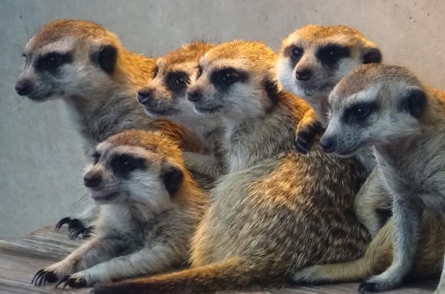 市川市動植物園　自然いっぱい、バラ園も、ミーアキャットも