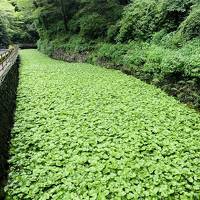 静岡県民限定クーポン利用して伊豆旅行へ行ってきました！