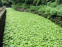 静岡県民限定クーポン利用して伊豆旅行へ行ってきました！