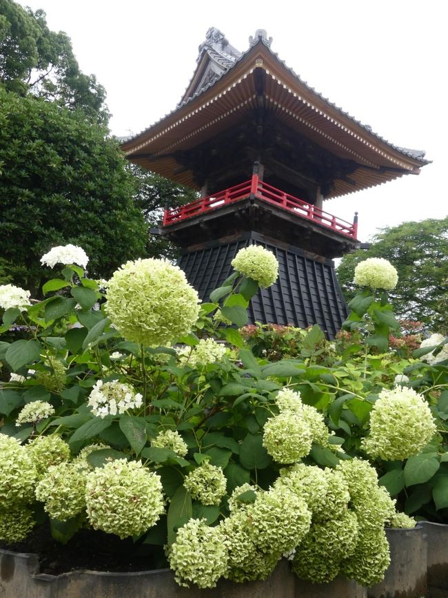 埼玉県熊谷市の「あじさい寺」、「能護寺」へ行きました。今年は、５月３０日から７月５日まで、すなわちアジサイの花の最盛期に、境内開放を中止していました。<br /><br />昨日、７月６日から通常どおり開放されたので、アジサイの花を見に行ったのですが、花の時期は過ぎていて、ほとんどの花は萎れていました。<br />そして、ただ今、花の摘み取り作業が進められていて、８００株以上あるといわれている境内のアジサイの花は、７割くらいは摘み取り終わっていました。<br />来年綺麗に咲かせるために、必要な作業なのだと思います。<br /><br />梅雨入りから約一ヶ月経ちました。もうすぐ夏ですね。<br />