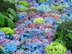 2020年 鎌倉紫陽花だより　～フィナーレを飾る長谷寺「紫陽花浮かぶ虹色の池」～