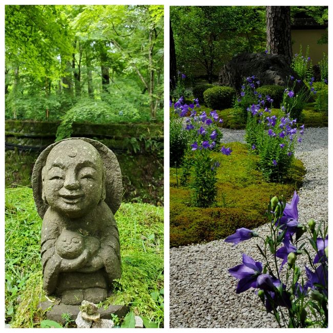 ７月の後半に友人３人と行くはずだったイギリス旅行。もちろんコロナのために、やむなくキャンセルしました。<br /><br />たとえ近場でも１泊したいね。。。ということで、“EXV　京都八瀬離宮”に１泊して、梅雨シーズンの静かな京都も楽しみました。<br /><br />１カ所目は、「廬山寺（ろざんじ）」です。<br />私の中では桔梗の花の咲くお庭が綺麗との知識でしたが、紫式部の邸宅跡で源氏物語執筆の地でもありました。<br /><br />２カ所目は京都の北に位置し、７月の始めでもまだ紫陽花が見頃の「大原三千院」に行きました。次第にお天気が良くなり、雨の後で生き生きとした苔や、青もみじの輝きも感じることができました。<br /><br />決して安心して旅を楽しむことができる状況ではありませんが、感染予防をしながら人の少ない京都を楽しむことができました。