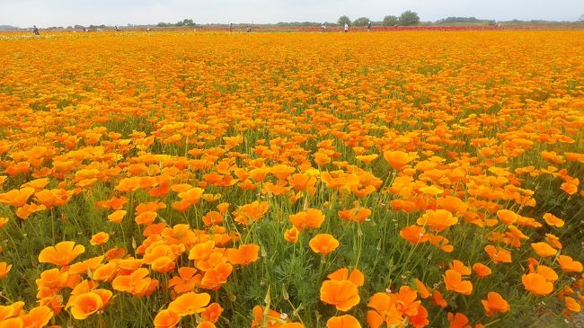 今年は鴻巣_花まつり、コロナ禍で中止でした。<br />去年の鴻巣_花まつりのものです。<br />ちょうど、見頃時に行って来て、バシバシ撮りました。<br /><br />鴻巣市の荒川河川敷にて毎年、花まつりが行われています。<br />前半は「馬室会場」、後半の少しに「吹上会場」のをアップしております。<br />