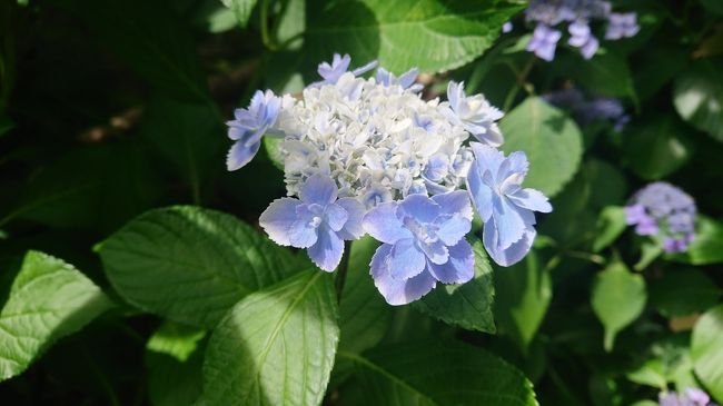 明月院の紫陽花を堪能した後は、北鎌倉駅までの道のりにある「北鎌倉古民家ミュージアム」と「円覚寺」に立ち寄りました。<br />古民家ミュージアムは館内の見学はできませんでしたが、敷地内にたくさんの種類の紫陽花があり、紫陽花を愛でる分には十分に堪能できました。<br />また、人もほどんどいなかったので、思う存分写真撮影に没頭できました♪<br />円覚寺では紫陽花というよりは古き良き建築物をメインの見学となりましたが、人が少なくて、ゆったりしたとても良い時間を過ごせました。