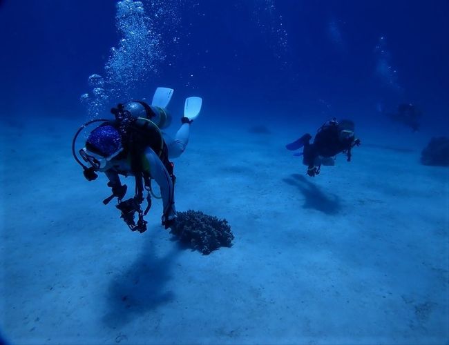 2本目は「網取浅場」というポイントです。<br />ボートの下は白い砂が光っています。太陽を背にしたダイバーの影が白い砂に映ります。10mあるとは思えない美しさです。<br />海中の写真の半分近くは「BLUE　SEASON　西表」のなみさんの写真です。<br />アングル、シャッターチャンスとさすがにいつも潜っているポイントだけに素晴らしい写真の数々です。<br />チンアナゴもたくさんいるのですが、近づいて写真を撮るのは難しいです。<br />水族館ではガラス越しによく見るのですが、自然の中では一寸近づくとすぎに穴に潜ってしまいます。<br />珍しいアキアナゴもいるというのですが区別はつきません。<br /><br />https://youtu.be/F57qMCGwDcI