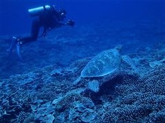 夏！！八重山諸島　西表島「崎山亀々」でダイビングをしました。