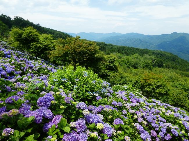 前回美の山に紫陽花を見に行ったときは、<br />「雲海と紫陽花」というテーマだったにもかかわらず<br />朝1番の電車に乗って行ったのに雲海は見えず、<br />紫陽花にはまだ早く色づいていませんでした。<br />https://4travel.jp/travelogue/11263002<br /><br />今回は、リベンジできたらいいなあと思っています。<br /><br />お楽しみは、美の山の紫陽花だけではありませんでしたよ。