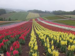 北海道ドライブ旅行　一回目　その三　美瑛・富良野・小樽編　