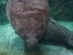 20200710-4 屋島 新屋島水族館、山の上なのにけっこなメンバー揃ってるんですなぁ