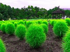 農業公園のコキア　2020梅雨