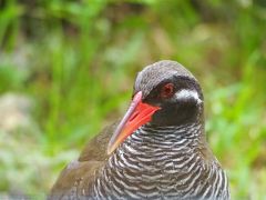 ヤンバルクイナを求めてヤンバル地方に。