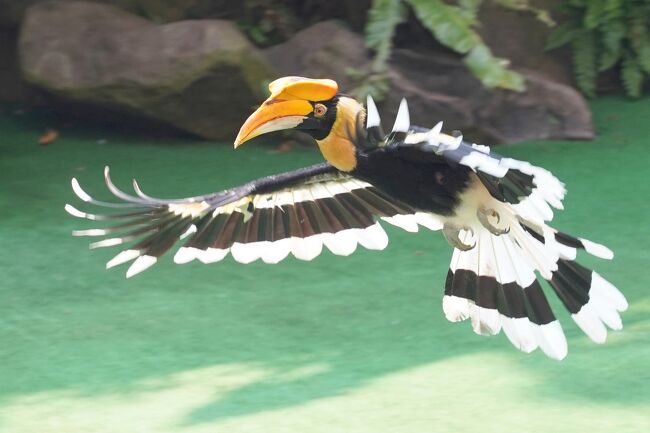 シンガポールの動物園&水族館を網羅すべく4泊7日のひとり旅をしてきました。<br /><br /> 0日目:羽田空港(https://4travel.jp/travelogue/11547983)<br /> 1日目:チャンギ空港→市街地(https://4travel.jp/travelogue/11573862)<br /> ≪River Safari≫ https://4travel.jp/travelogue/11576145<br /> https://4travel.jp/travelogue/11580253<br /> https://4travel.jp/travelogue/11581860<br /> https://4travel.jp/travelogue/11582479<br /> 夕食→ホテル(https://4travel.jp/travelogue/11583266)<br /> 2日目:街歩き→セントーサ島(https://4travel.jp/travelogue/11586379)<br /> ≪S.E.A Aquarium≫ https://4travel.jp/travelogue/11587050<br /> https://4travel.jp/travelogue/11589782<br /> https://4travel.jp/travelogue/11591341<br /> セントーサ島観光(https://4travel.jp/travelogue/11595026)<br /> 3日目:≪Singapore Zoo≫ https://4travel.jp/travelogue/11602397<br /> https://4travel.jp/travelogue/11606334<br /> https://4travel.jp/travelogue/11611439<br /> https://4travel.jp/travelogue/11614263<br /> https://4travel.jp/travelogue/11616322<br /> https://4travel.jp/travelogue/11617019<br /> 夕食→Thumbuakar Performance<br /> (https://4travel.jp/travelogue/11618407)<br /> ≪Night Safari≫ https://4travel.jp/travelogue/11619105<br /> https://4travel.jp/travelogue/11619557<br /> https://4travel.jp/travelogue/11620870<br /> 4日目:ブギス→オーチャード(https://4travel.jp/travelogue/11623177)<br /> マリーナベイサンズ周辺(https://4travel.jp/travelogue/11627725)<br /> 5日目:≪Jurong Bird Park≫<br /> 入園→繁殖センター(https://4travel.jp/travelogue/11628914)<br />今ココ→ High Flyers Show<br /> 湿地→ローリーロフト(https://4travel.jp/travelogue/11636923)<br /> 猛禽類→ペリカン(https://4travel.jp/travelogue/11638783)<br /> 滝のケージ(https://4travel.jp/travelogue/11639549)<br /> オウムの楽園(https://4travel.jp/travelogue/11639824)<br /> Kings of the Skies(https://4travel.jp/travelogue/11641187)<br /> 6日目:チャンギ空港→羽田空港(https://4travel.jp/travelogue/11641860)<br /> まとめ:お土産、費用(https://4travel.jp/travelogue/11644022/)