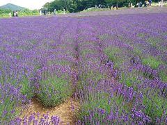 202007,幌見峠のラベンダー畑,富良野じゃないよ