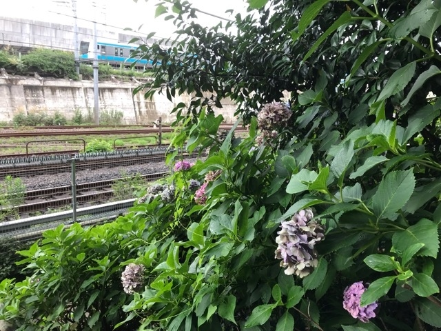 JR王子駅近くの飛鳥山公園のあじさいを見に行ってきました。<br />シーズン終わりかけでしたが、まだまだ鮮やかな紫陽花もありました。