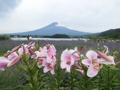 梅雨の河口湖×伊豆♪　Vol.9　☆大石公園：ラベンダーと初夏の花々♪