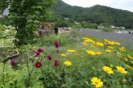 梅雨の河口湖×伊豆♪　Vol.11　☆大石公園：ラベンダーと初夏の花々♪
