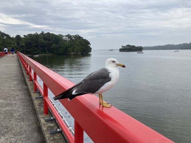 数十年ぶりの南東北の旅。<br />二日目は白石から松島へ。<br />温泉ハシゴして、カモメと戯れて…<br />この日も充実・満足の1日。