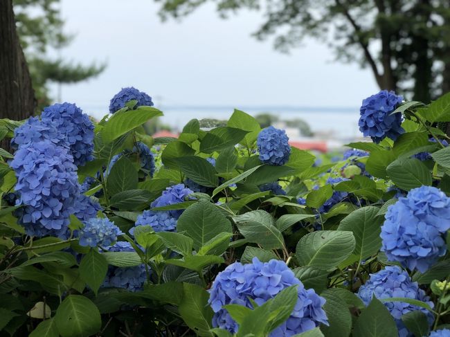 移動制限解除迄は閉じこもり<br />移動制限解除後も雨ばかり。<br /><br />7月からANAがとくたびマイルを再開したので何処か行きたい！。<br />対象路線で天気予報を見ると秋田だけが雨で無い。予約翌日に搭乗なので下調べもままならないまま突貫工事の旅行計画でいざ出陣！<br />やはり旅行はもう少し下調べが必要だったと反省もありましたが　急遽決めた秋田旅行はトラブル続出。