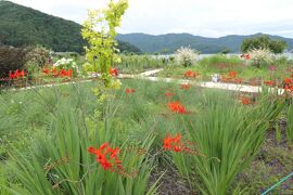 梅雨の河口湖×伊豆♪　Vol.15　☆大石公園：ラベンダーと初夏の花々♪
