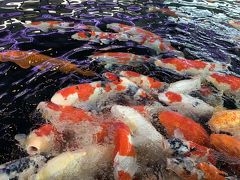 ２泊３日 越後湯沢～日本海 ３世代のんびり旅行