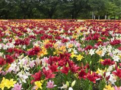 「深谷グリーンパーク」のユリ_2020（2）_５色咲き揃って最盛期、見頃です（埼玉県・深谷市）