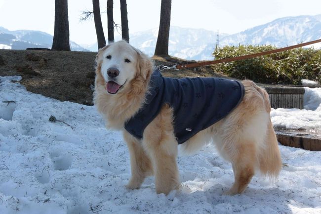 新潟は関越に乗ってしまえば結構近いので、愛犬のゴールデンレトリバーと関越自動車道に乗って、SA・PAを楽しみながら移動し、日帰りで帰ってきました。<br />SA・PAでいろいろ見ながら、景色を楽しみ、移動を楽しむのも良いですね。<br /><br />まずは、行き　関越自動車道に乗って、新潟目指してＧＯ！　ということで、塩沢石打SAまでの前編です。<br /><br />前編：関越自動車道　下り（寄ったSA・PA）<br />三芳PA　→　駒寄PA　→　赤城高原SA　→　谷川岳PA　→　塩沢石打SA