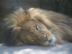 夏の旭山動物園散策