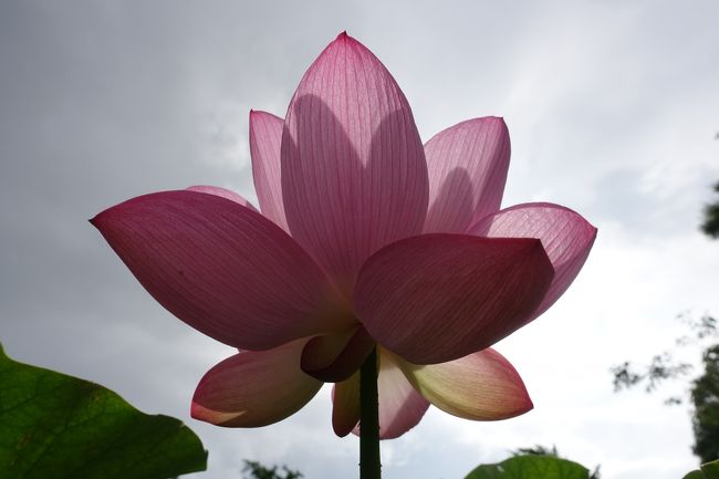 突然フト蓮の花を見たい!と思い立ち、鎌倉の鶴岡八幡宮と大船フラワーセンターへ行ってきました。<br />地元最寄り駅の始発で出発し6時ころに鎌倉に到着。<br />その後8時ころに大船フラワーセンターに到着。<br />静かな八幡宮とたくさんの植物で色とりどりのフラワーセンターに癒されました♪<br /><br />******<br />日比谷花壇大船フラワーセンター<br />営業時間<br />3月~10月 9:00~17:00<br />11月~2月 9:00~16:00<br />※現在は「ハスの早朝開園」を開催中。<br /> 7/4.5.11.12.14~19、23~26は7時開園<br /> 入園料は通常と同じです。