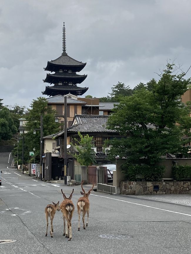 お仕事帰りにサクッと奈良 奈良ホテルに泊まってみたら 奈良市 奈良県 の旅行記 ブログ By Pacorinさん フォートラベル