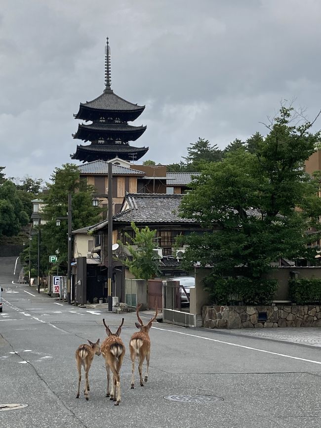 延べ宿泊客数が徳島県に次ぐ全国ワースト２位(2018年)だという奈良県。<br /><br />ある日、「ここよさげじゃない～？」と友人から送られてきたNIPPONIA HOTELのリンク（https://www.naramachistay.com/）<br /><br />良さげだけど、ちょっとお高いわ～と思っていたところに、某旅行社から『奈良ホテル「三笠」のフレンチディナーコース付き 1泊2食 14,900円！』という庶民的な案内メールが届いた♪<br /><br />以前から何となく気になっていた関西を代表するクラッシックホテル、奈良ホテル。「酒蔵ホテルの半額やし！」ってことでソッコー予約して出かけてみましたが、なんだかツッコミどころの多い滞在となったのでした。。。( *´艸｀)<br /><br />