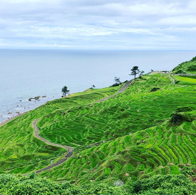 週末は子連れで能登半島旅行へ。ANA就航空港つぶしの一環で、のと里山空港へ行くのが一番の目的。本当は往復ともにこの空港利用で、未就学児補助1万円をもらえるはずだったのだけど、帰りの便が欠航、新幹線で帰ることにしたので1万円はもらえず悲しい。<br /><br />1日目はのと里山空港からのとじま水族館へ行き、和倉温泉泊。2日は和倉温泉から定期観光バスツアーで奥能登を周遊し、金沢より新幹線で帰京しました。