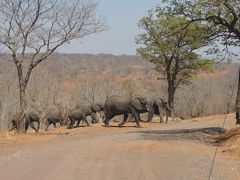 初めてのアフリカ大陸、南部3か国　11日間　４/５　　ボツワナ共和国　チョベ国立公園