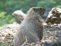 夏のセコイアの小道を歩く