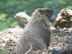 セコイア国立公園