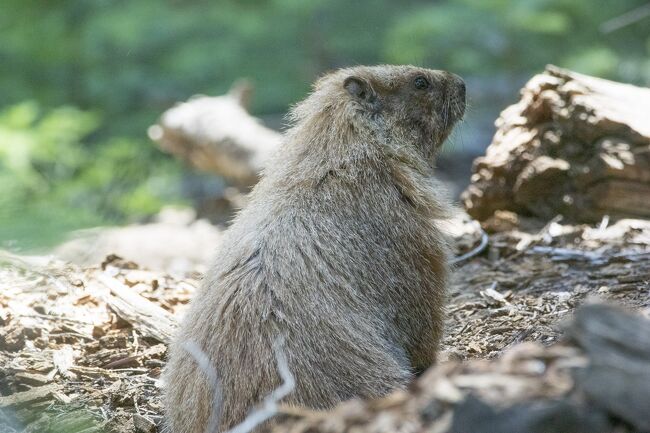 熊を見たいと思いセコイア国立公園への再訪を計画しました。<br />