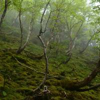 梅雨の八ヶ岳・硫黄岳