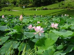 あいち健康の森公園（ハスと大道芸：愛知県大府市）　2020.7.11～12