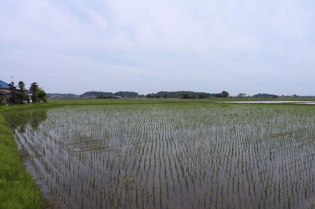 稲敷市浮島でバードウォッチングを楽しみました。<br /><br />表紙写真は、浮島の田園風景です。<br />