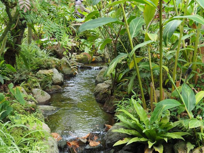 神奈川県足柄下郡箱根町強羅1300<br /><br />TEL:0460-82-2825<br /><br />(電話受付/9:00~17:00)<br />障がい者割引あります。<br /><br />駐車場<br />普通車43台完備 (有料 1H / 300円)<br /><br />さて 薔薇を拝見した後に 植物館に立ち寄る事にしました。<br /><br />久しぶりに参りました。<br />雨のせいか、こちらに立ち寄る人は少なかったです。<br /><br />館内は湿度が高いのかな? 無視暑かったですが<br />珍しい花や木々が沢山ありました(#^.^#)
