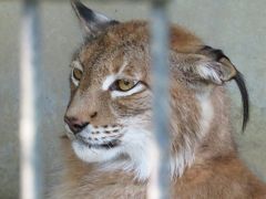 同居中のはずだった【羽村市動物公園】2018/6