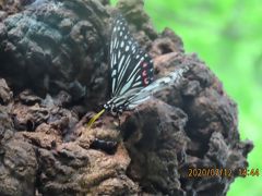 森のさんぽ道で見られた蝶(42)テングチョウ、キタテハ、アカボシゴマダラ他