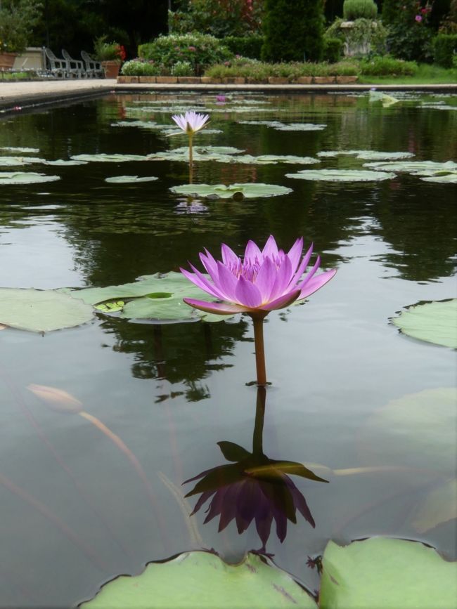 「あしかがフラワーパーク」の夏の花(4)_2020_スイレンが咲いてます（栃木県・足利市）