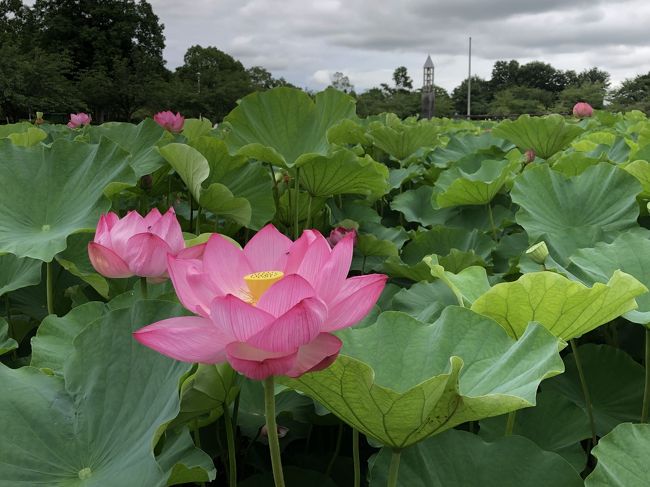 平成の森公園で蓮の花を観賞しました