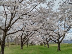 北東北から北関東縦断・桜とネモフィラと藤の花(その2・秋田岩手編)