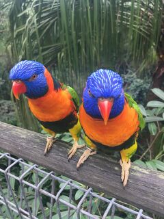 朝から晩まで動物園、年パスあるし！～マレーシアシンガポールSFC修行の旅第5弾にして最終⑥～