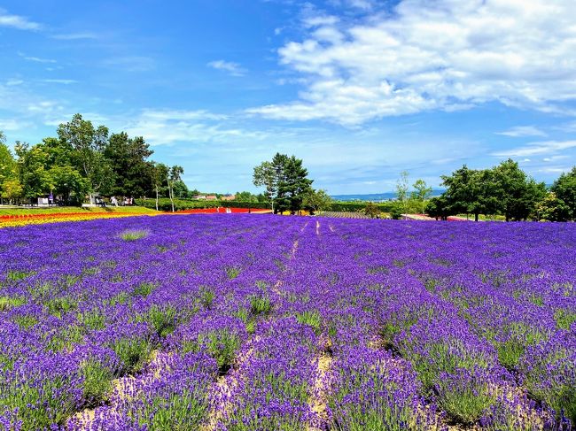 2020年7月　北海道ひとり旅～雲海・ラベンダー・ウニを求めて～ラベンダー（富良野・美瑛）編